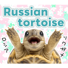 Everyday English Tortoise Stickers
