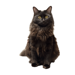 yakoko_20260407112745