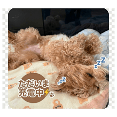 koumame_20260407114611