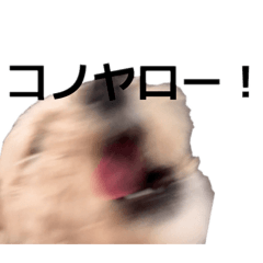 犬ですけども。