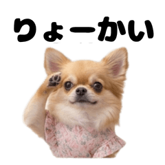 Cute Chihuahua Daily Chat Stickers2
