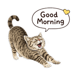 KOHAKU the Tabby Cat