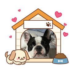 Bruce the dog 2