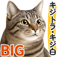 【文字なし】キジトラ・キジ白猫❤猫写真BIG