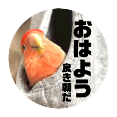 Okogemame_20260407143024