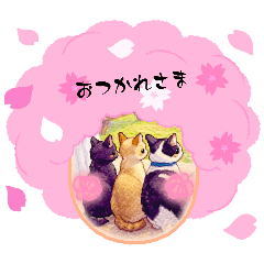 miu miu_20260406190910