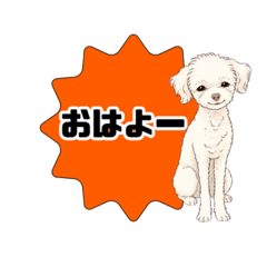 toy_pooooodle_20260406192142