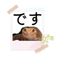 tokage.w_20260407154653