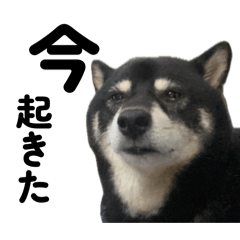 Yamaan_20260403195814