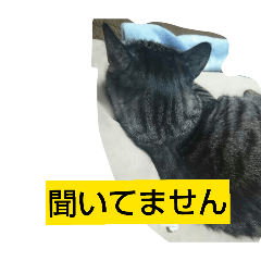 nyapi_20260406203333