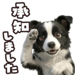 動く！ボーダーコリー