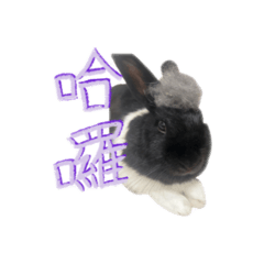 (牛奶)兔子貼圖