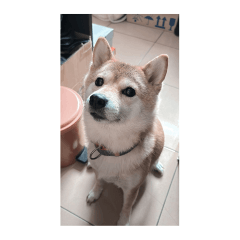 柴柴不想上班:超直白內心戲