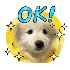 Samoreiever_20260406204730