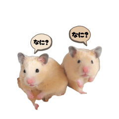 Kurunomiya_20260406211308