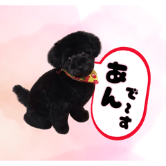 Sweet Black Poodle Daily Stickers