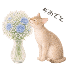 Ran the Beautiful Singapura Cat