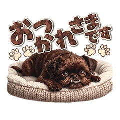 BELGIAN GRIFFON CUTE UNDERBITE