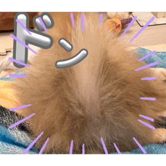 Pomeranian(DONGURI)2