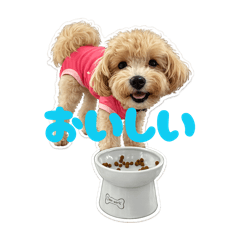 KOMARI NO HOGOSHA_20260406215523