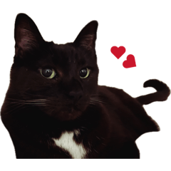 tanukinecoo_20260404031722