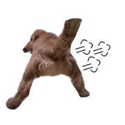 daidai-dachshund