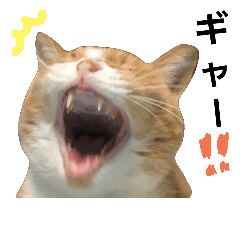 neko-p-chan2
