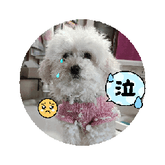 sakuramoti_20260407151214