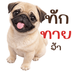 เจ้าหมาปั๊ก:ใช้ทุกวัน(บิ๊กสติ๊กเกอร์)