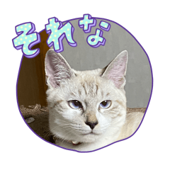 soramaihana_20260407022342