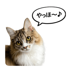 Daily-use cat stickers (Maru and Fuu)