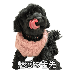 Kin-chan the Black Poodle