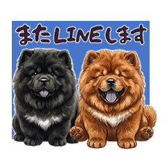 3 FLUFFY CHOW CHOWS