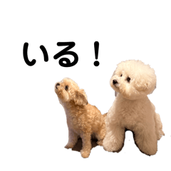 chaco_20260407210124