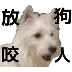 Snowball the westie 01