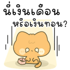 Momo is a cute and funny cat.