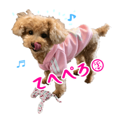 toy poodle love life
