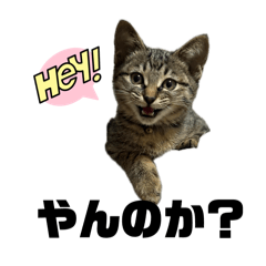 chinpan_20260408053602