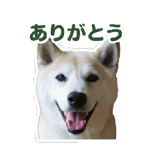 chacha_20260407202013