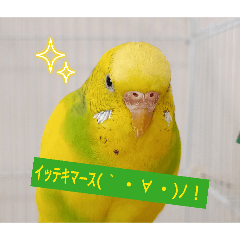 lemon_20260407212404