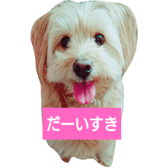 Pomepu koro