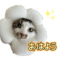 shizukutan_20260408090700