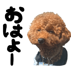 Reina  Dogs_20260408085731