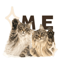 巴特跟沃頓是緬因貓