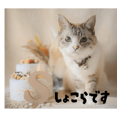 Yukamaru_20260407225309