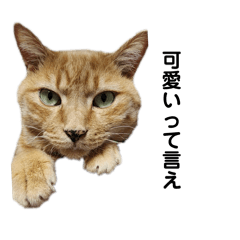 CHATOnoKAINUSHI_20260408100746