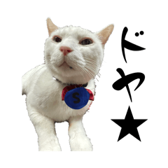 supepon_20260407171641