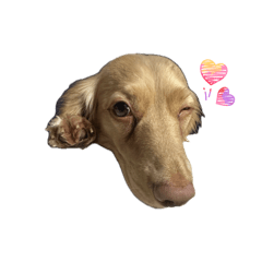 miitani_20260408043303