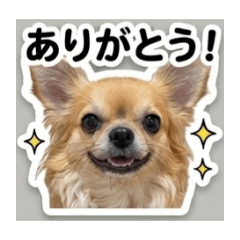 Chihuahua greeting JPN