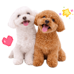 LEMON_20260408130506